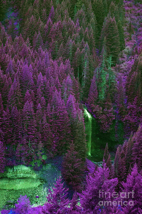 Avatar Forest Photograph