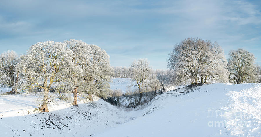 Avebury Winter Beeches Photograph by Tim Gainey