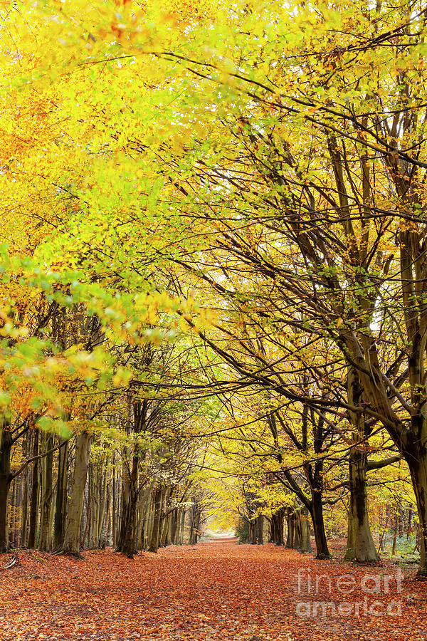 Avenue of autumn trees with golden leaves Photograph by Simon Bratt