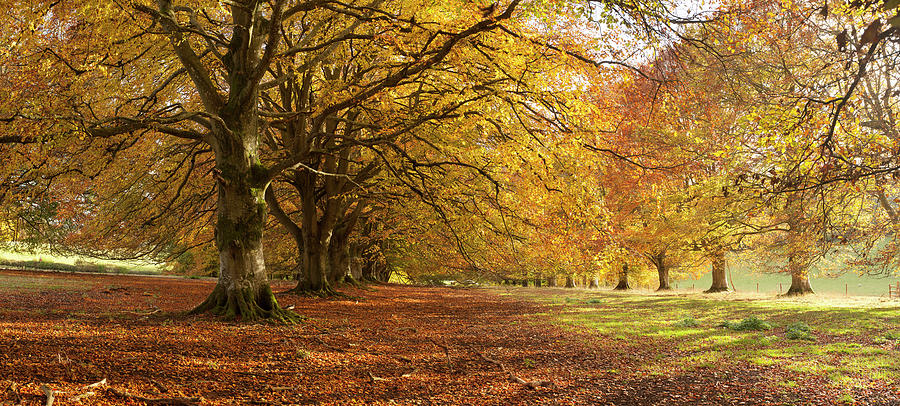 Avenue Of Beech Trees, Hampshire Photograph by Travelpix Ltd