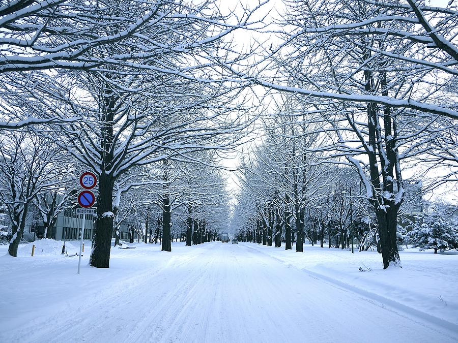 Avenue Of Ginkgo Trees In Winter Photograph by Taketan