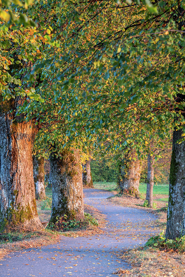 Avenue Of Linden Trees In Autumn, Benediktbeuern, Upper Bavaria, Bavaria, Germany Digital Art by Christian Back