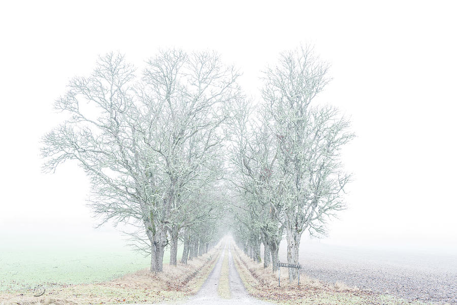 Avenue of maple trees in fog Photograph by Torbjorn Swenelius