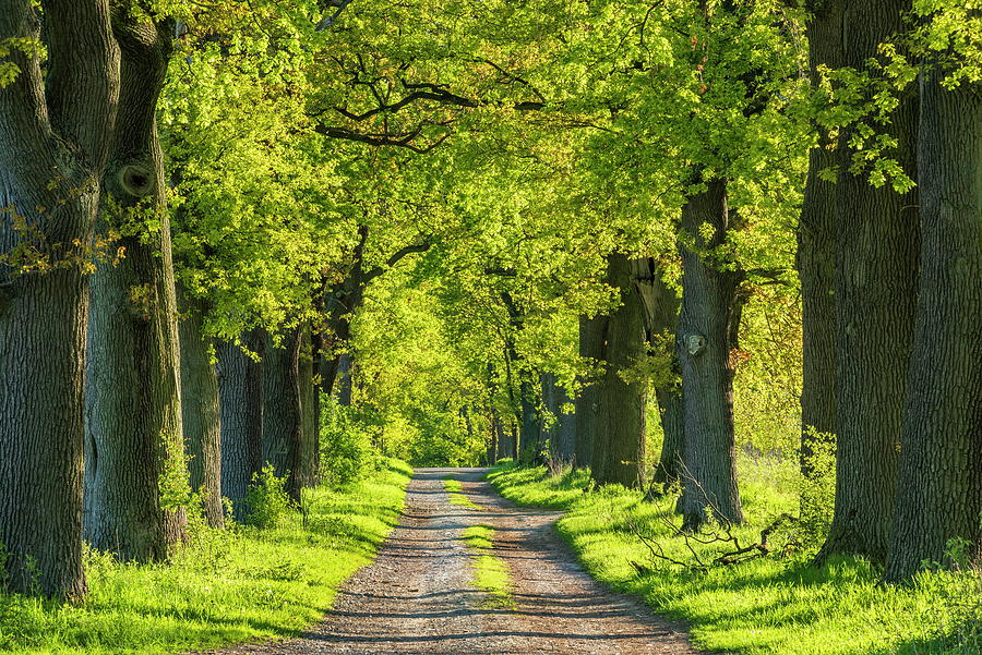 Avenue Of Oak Trees In Spring, Reinhardswald, Hessen, Germany Digital Art by Andreas Vitting