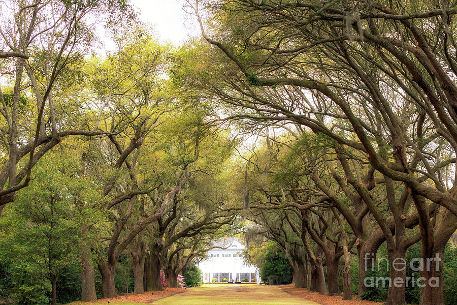 Avenue of Oaks at Charles Towne Landing Photograph by John Rizzuto