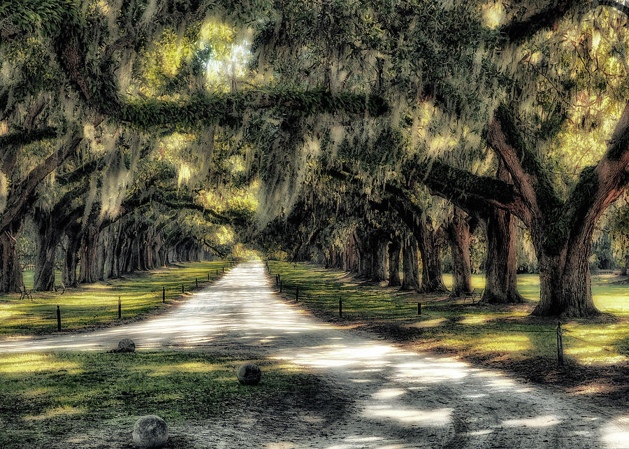 Avenue Of Oaks Photograph by Jim Hill