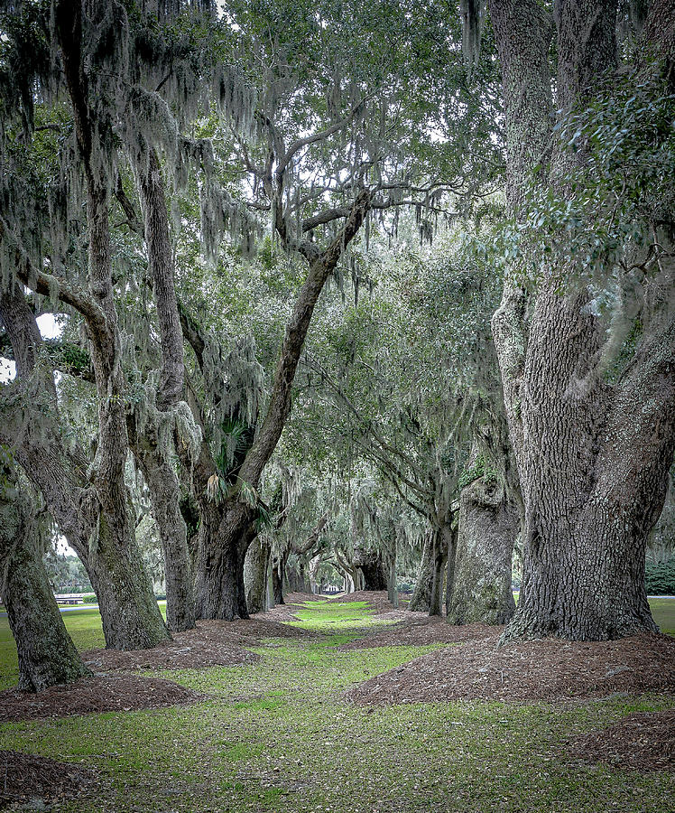 Avenue of Oaks by Kenny Nobles Avenue of Oaks by Kenny Nobles