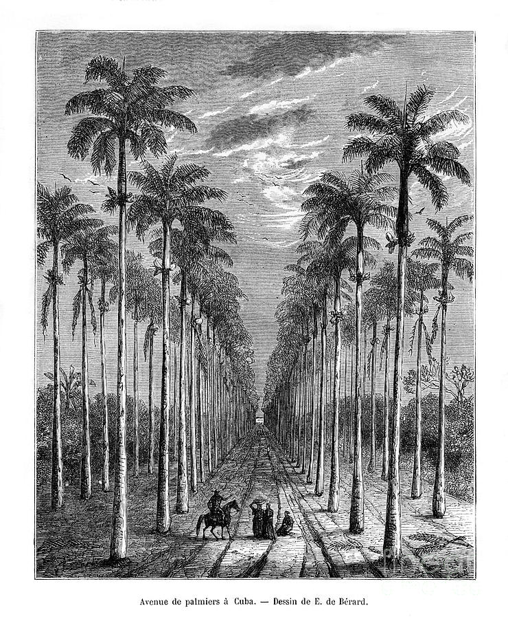 Avenue Of Palm Trees, Cuba, 19th Drawing by Print Collector