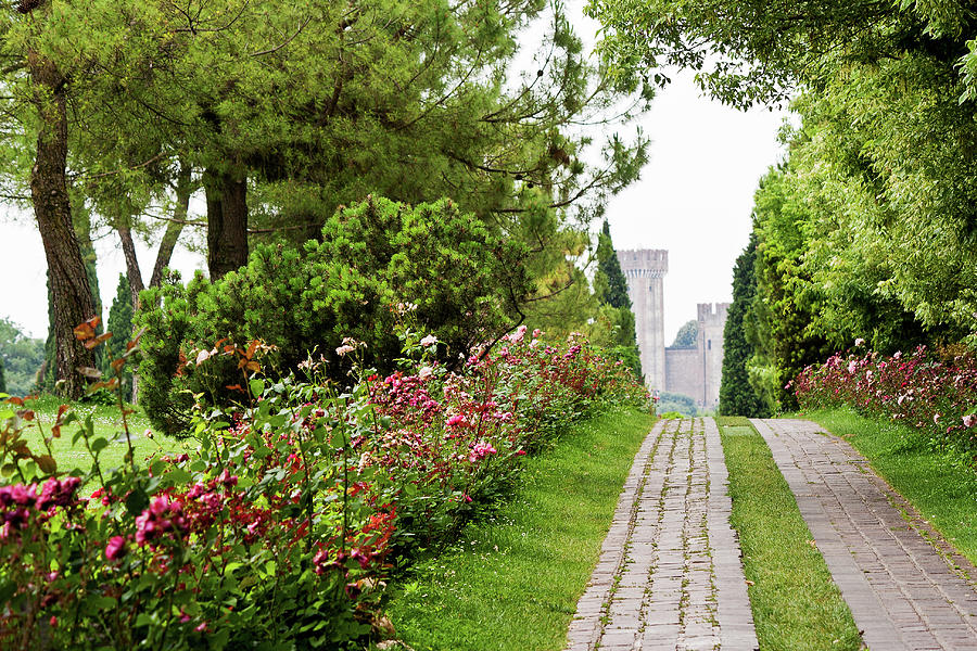 Avenue Of Roses Photograph by Francesco Damin Avenue Of Roses Photograph by Francesco Damin