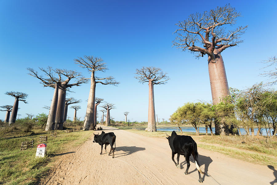 Avenue Of The Baobabs Photograph by François Dorothé