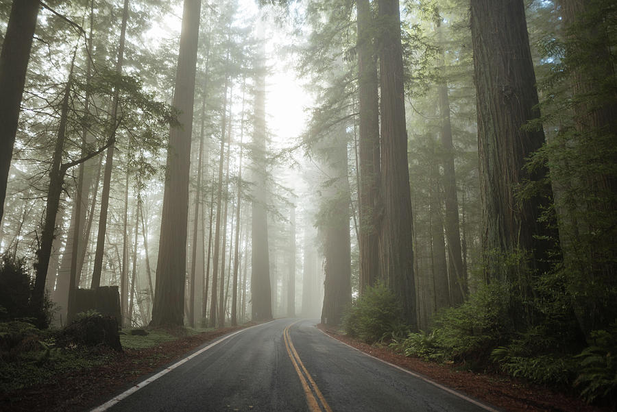 Avenue Of The Giants Wide Photograph by Cavan Images | Fine Art America