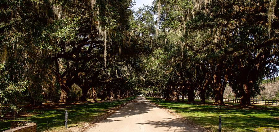 Avenue of the Oaks, Boone Hall Plantation and Gardens Photograph by Dennis Schmidt