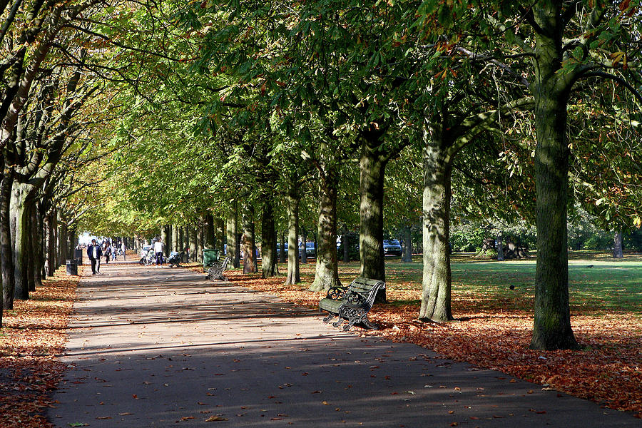 Avenue Of Trees At Greenwich Park Photograph
