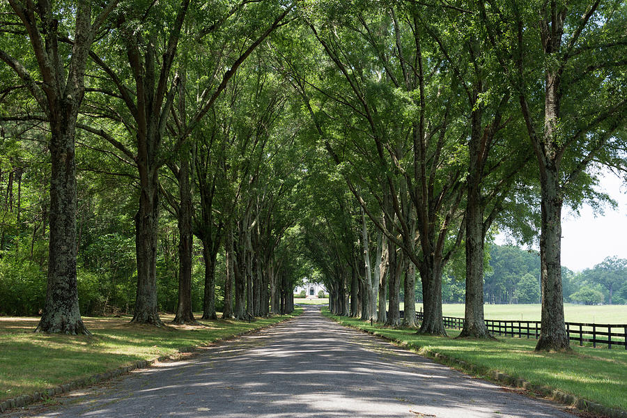 Avenue of Trees Photograph by Douglas Wielfaert