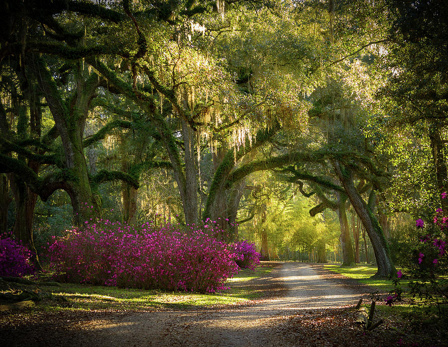 Avery Island Pathway Photograph by Jean Noren