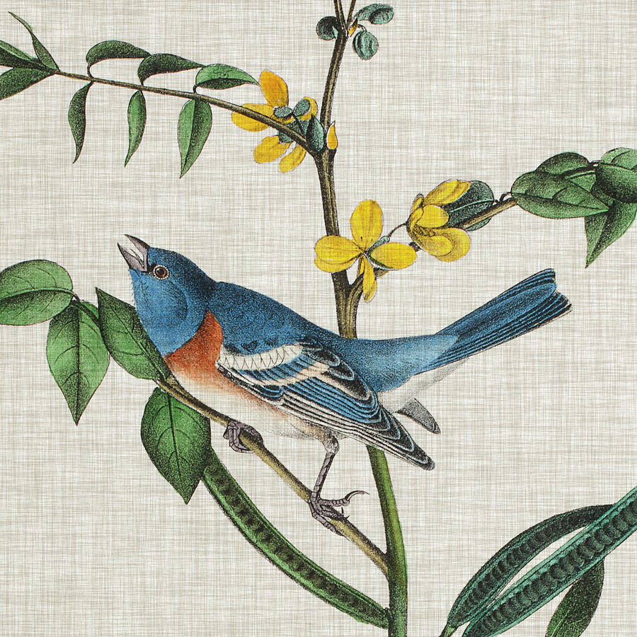 Animals Painting - Avian Crop Viii by John James Audubon Animals Painting - Avian Crop Viii by John James Audubon