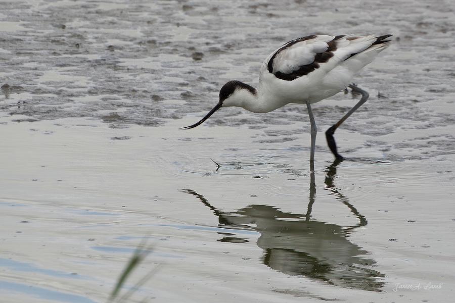 Avocet feeding by James Lamb Avocet feeding by James Lamb