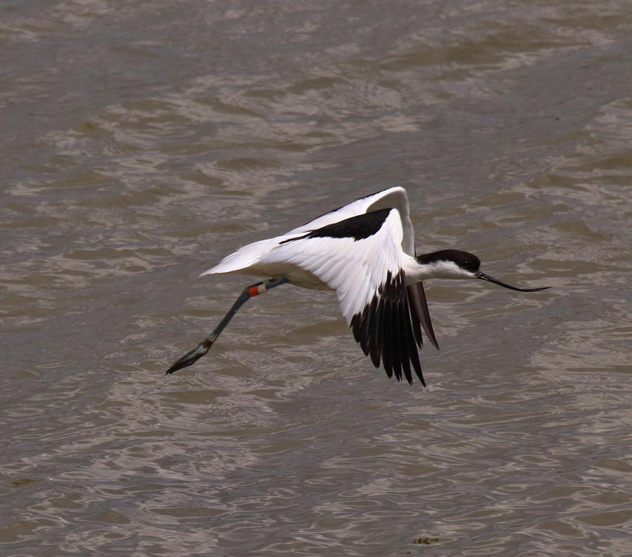 Avocet Flying Photograph by Jeff Townsend