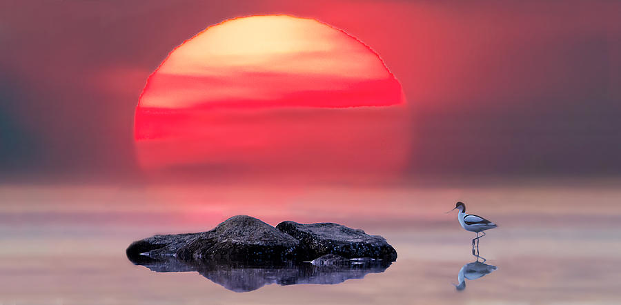 Avocet In Sunset Photograph by Erik Engstrm