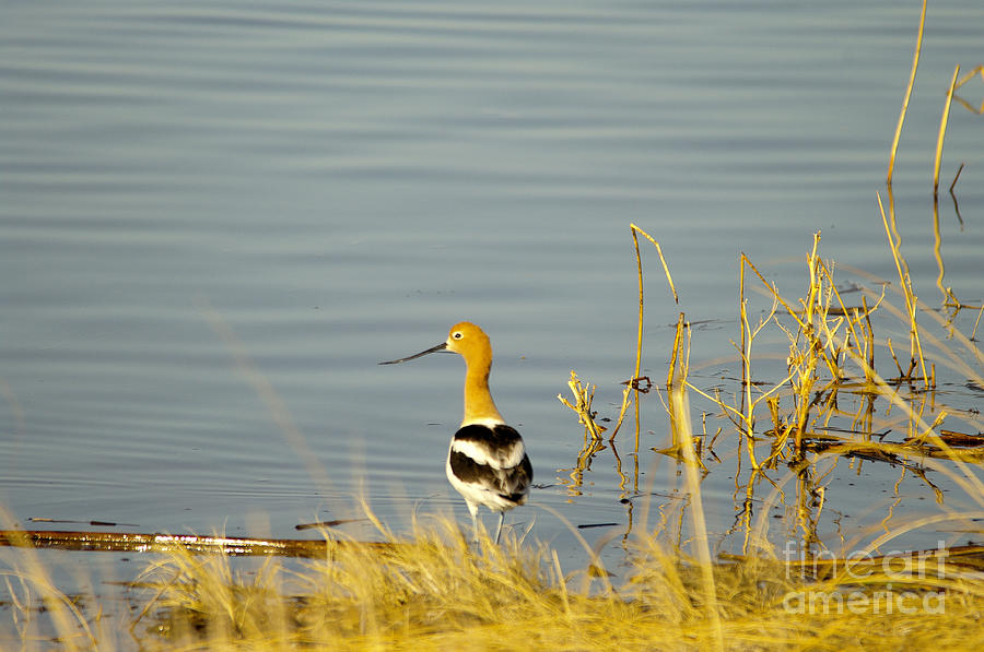 Avocet on the shore Photograph by Jeff Swan