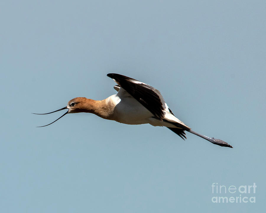 Avocet Sound Effects Photograph