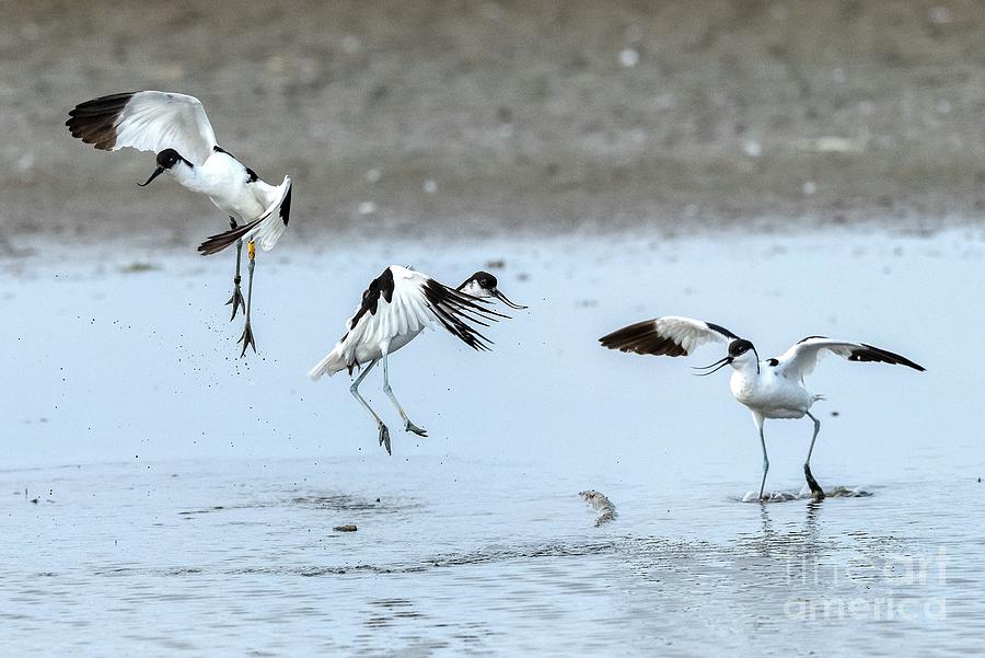 Avocets Photograph by Bob Gibbons/science Photo Library