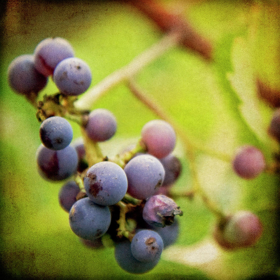 Grape Photograph - Awaiting Harvest by Jessica Rogers