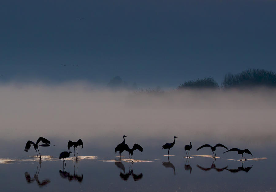 Crane Photograph - Awakening by Meizner