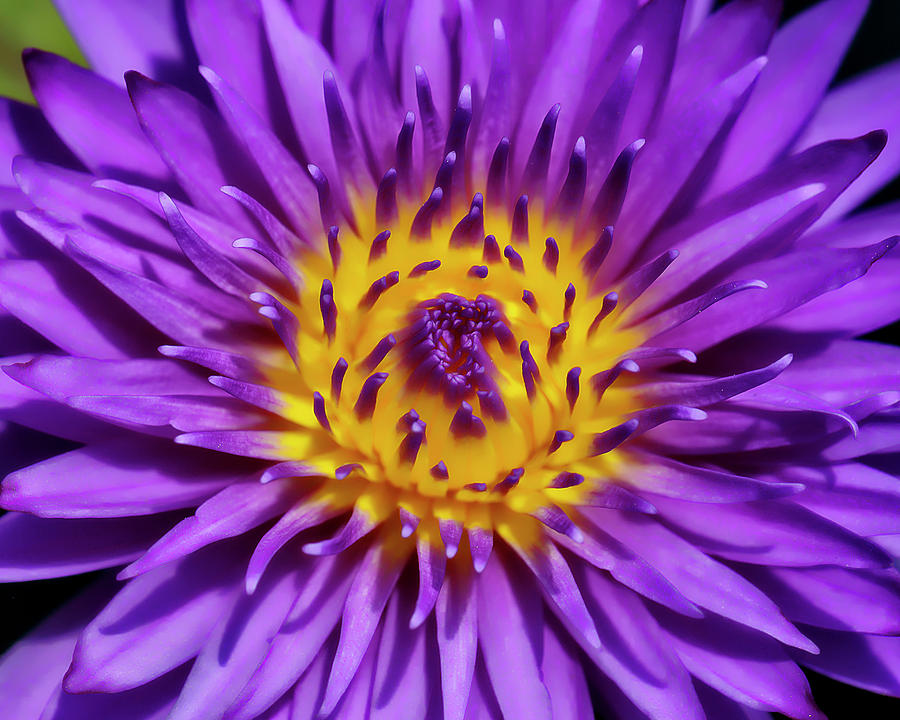 Awakening Water Lily Photograph by Wes and Dotty Weber