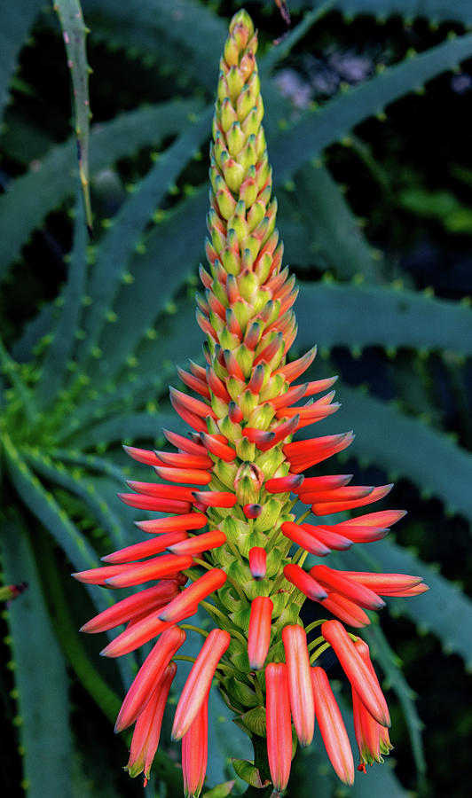 Awesome Aloe Photograph by Marcy Wielfaert