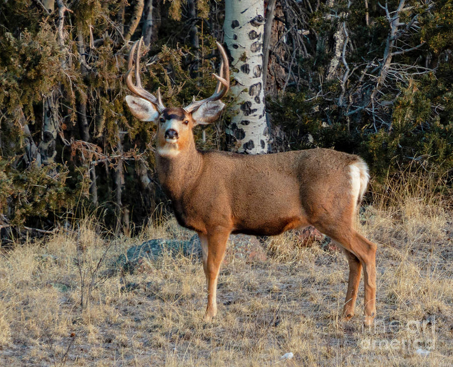 Awesome Buck Mule Deer Photograph by Steven Krull