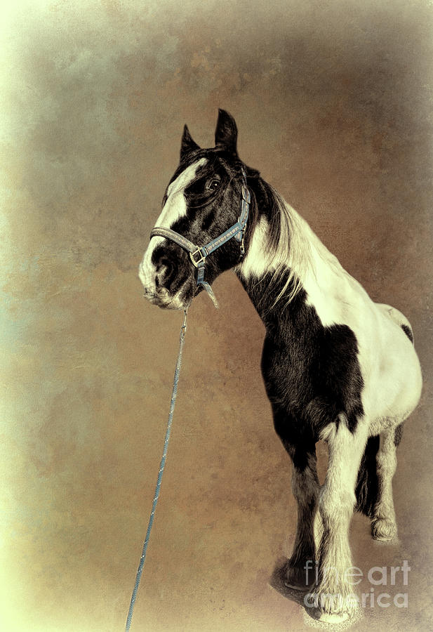 awesome drawings of horses