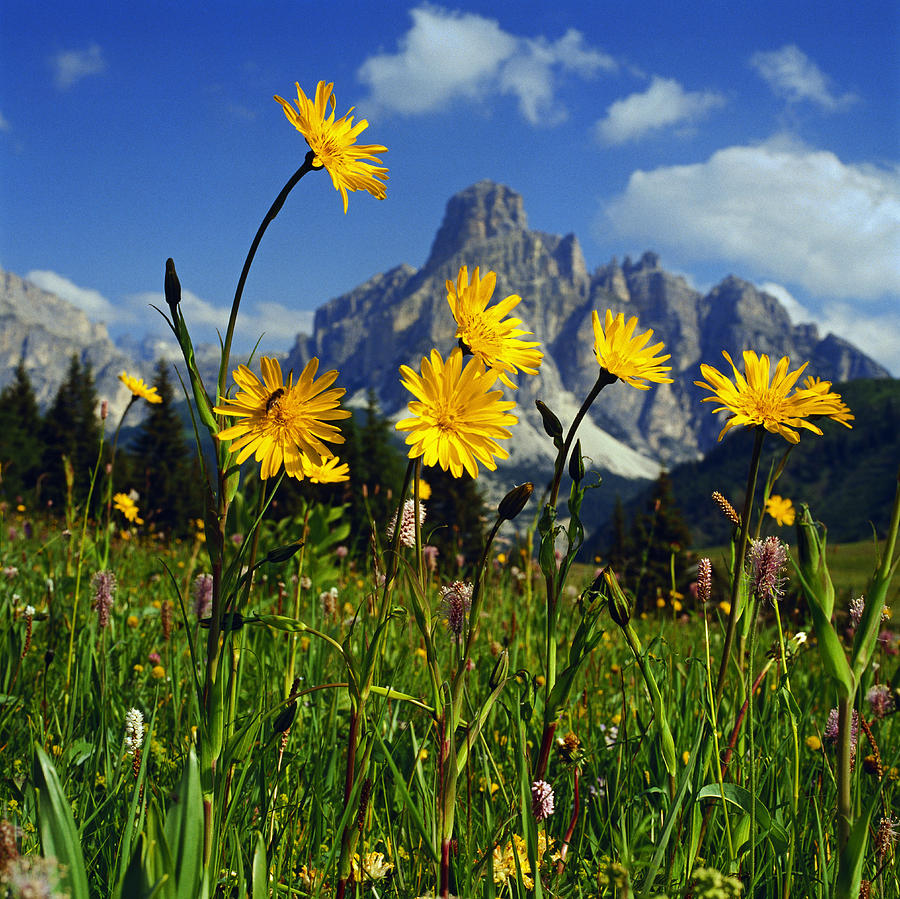 Awesome Peaks And Alpine Flowers Digital Art by Johanna Huber