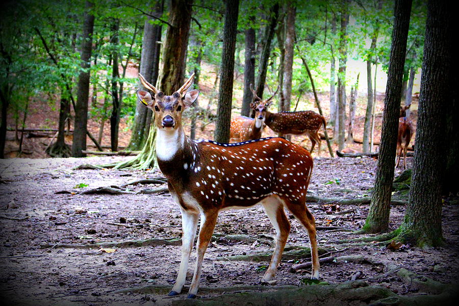 Nature Photograph -  Axis Deer by Cynthia Guinn