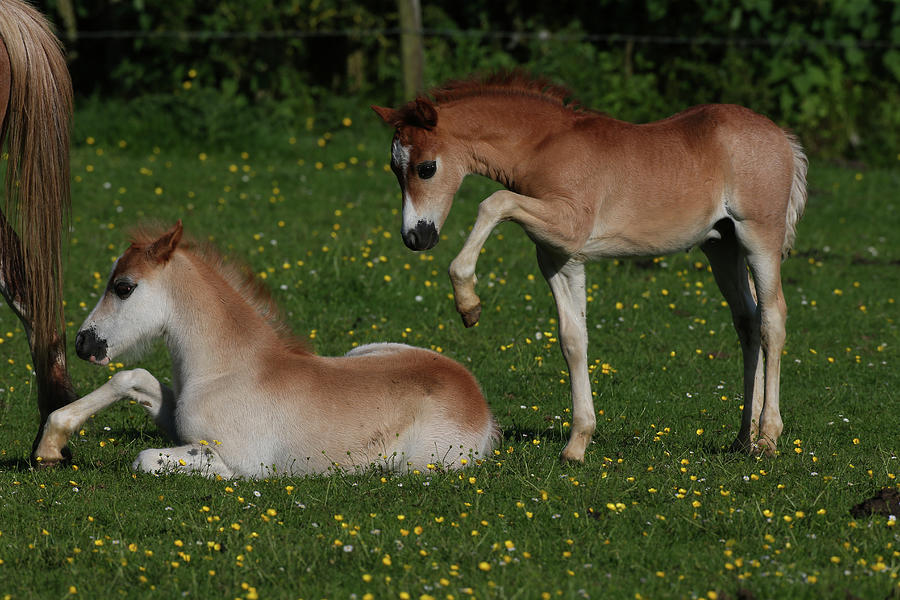 Horse Photograph - Ay3v3962 Welsh Pony Foals Playing, Butts Farm, Uk by Bob Langrish