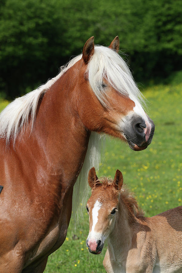 Horse Photograph - Ay3v4732 Haflinger Mare And Foal, Owned By Helen Norville, Uk by Bob Langrish
