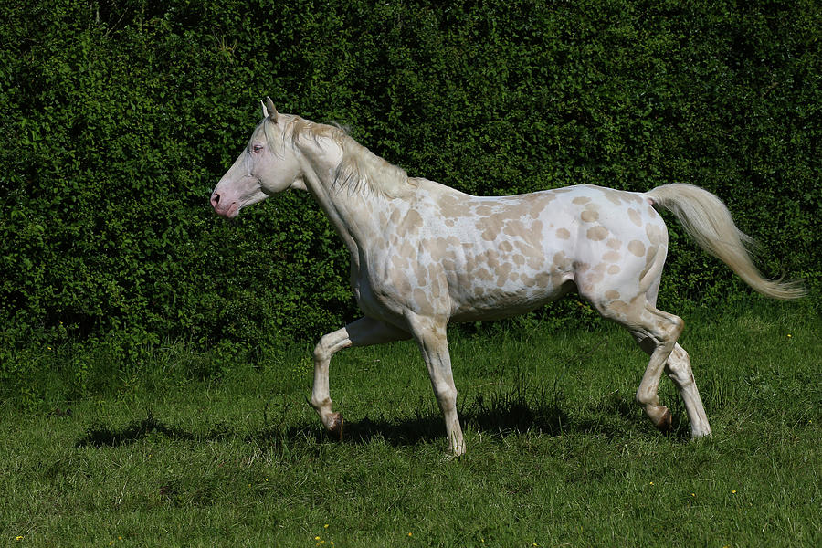 Horse Photograph - Ay3v5984 Sport Horse Stallion, Gassons Farm Stud, Uk by Bob Langrish