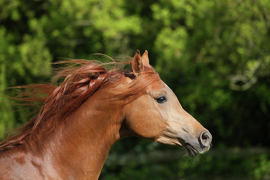 Horse Photograph - Ay3v6119 Arab Stallion, Claverdon Stud, Uk by Bob Langrish