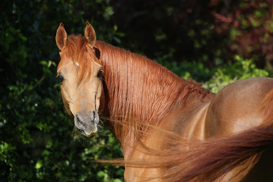 Horse Photograph - Ay3v6150 Arab Stallion, Claverdon Stud, Uk by Bob Langrish