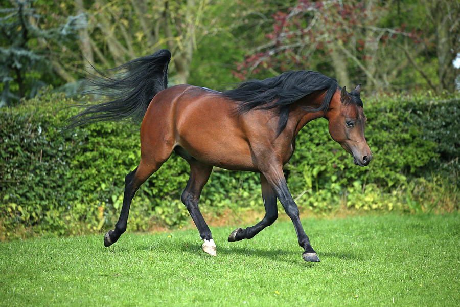 Horse Photograph - Ay3v6184 Arab Stallion, Claverdon Stud, Uk by Bob Langrish