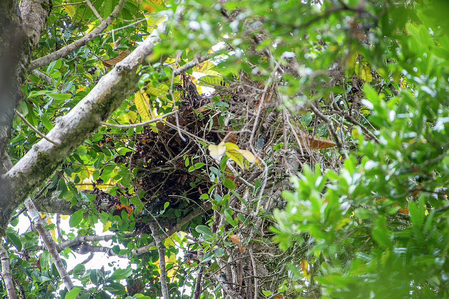 Aye-aye Nest In Forest Canopy, Masoala National Park Photograph by Nick ...