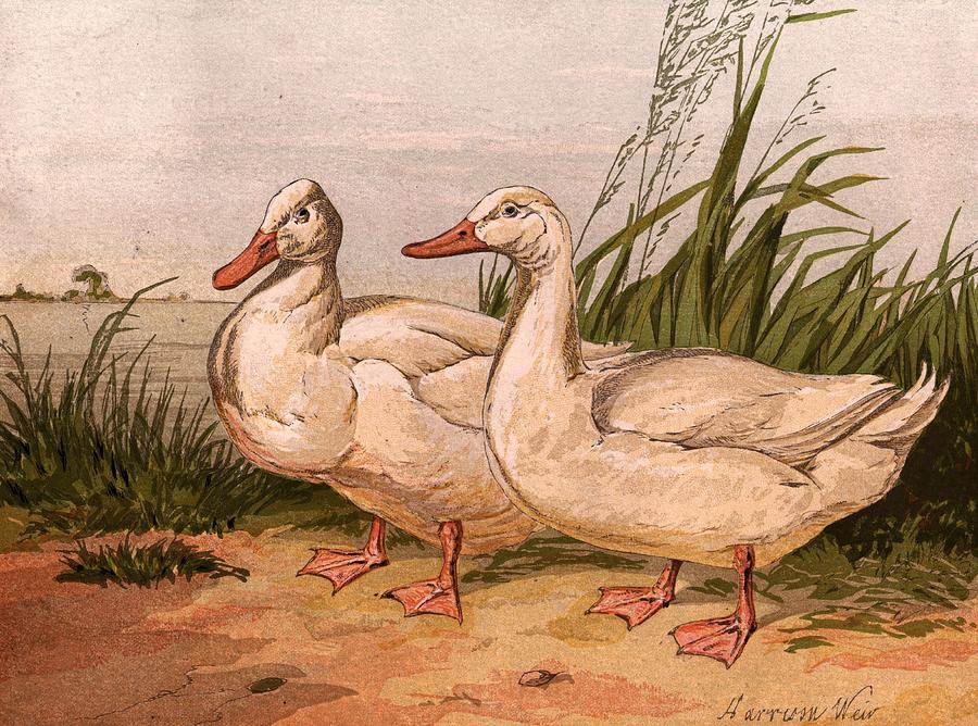 Aylesbury Ducks Digital Art by Hulton Archive