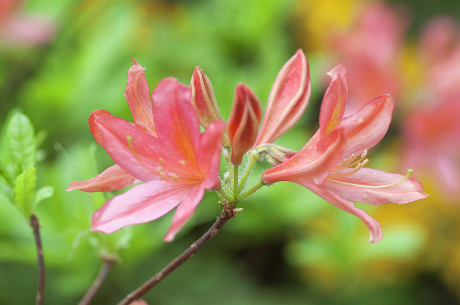 Azalea Apple Blossom 1 Photograph by Jenny Rainbow