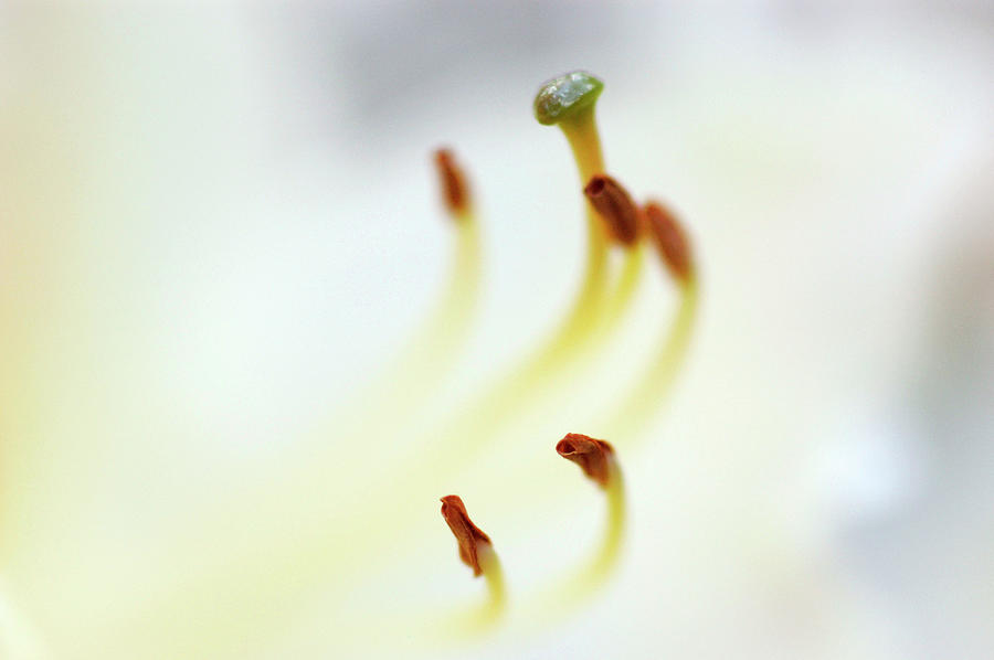 Azalea, Blossom Detail  Azalea Hybrida Photograph by Arco Images / Ritter Margit
