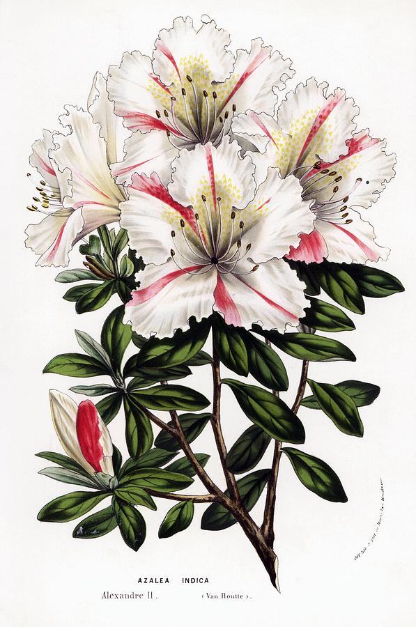 Azalea hybrid Flowers of the Gardens and Hothouses of Europe, Ghent, Belgium, 1857. Drawing by Album