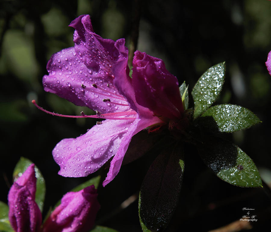Azalea by Kevin Banker Azalea by Kevin Banker
