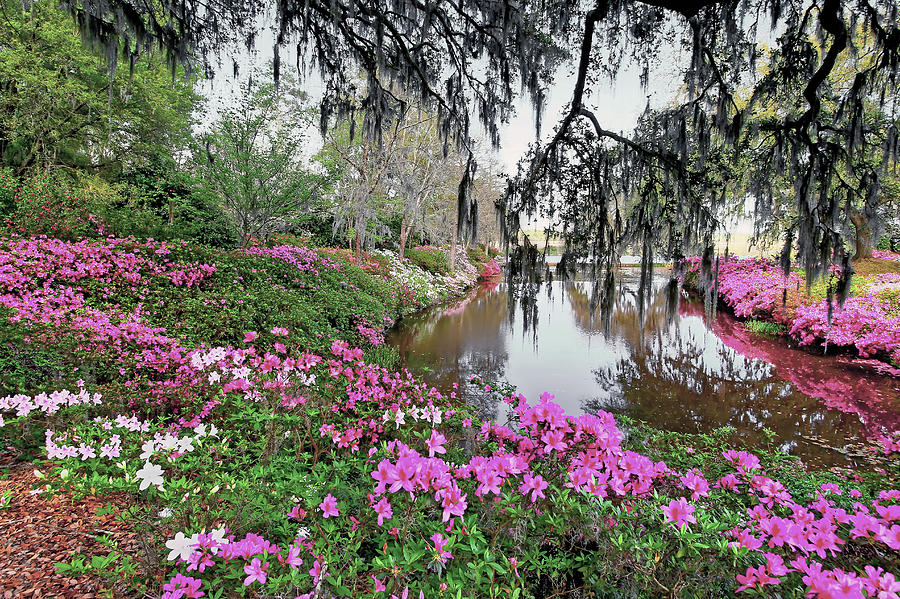 Azalea Pond - Charleston SC Photograph by Douglas Berry