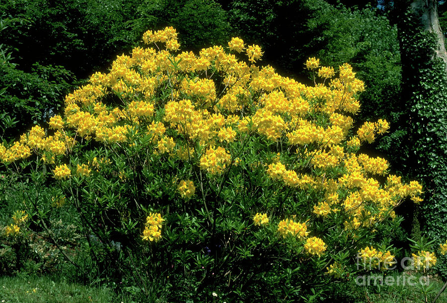 Azalea. (rhododendron Luteum) Photograph by Maurice Nimmo/science Photo Library