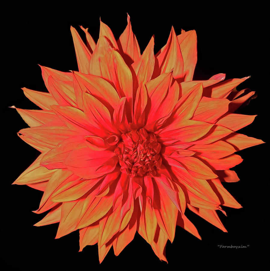 Dahlia 1 Photograph by Harold Zimmer