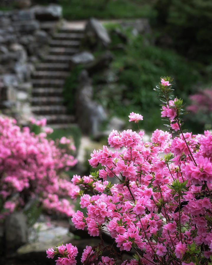 Azaleas and Stairs Photograph by James Barber